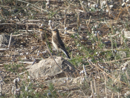 Northern Wheatear