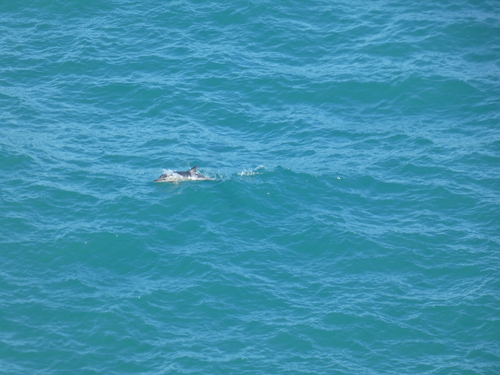 Black Sea Common Dolphin