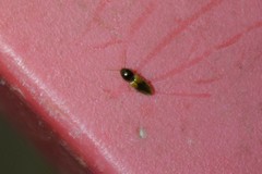 Horistonotus curiatus