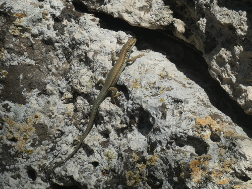 Common Wall Lizard