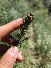 Delphinium cardinale