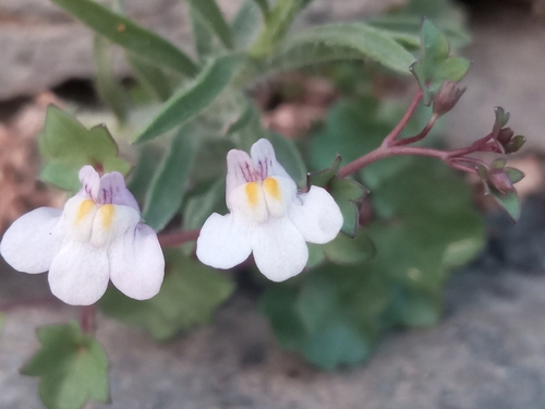 Ivy-leaved toadflax