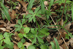 Moehringia lateriflora