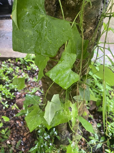 Ivy gourd