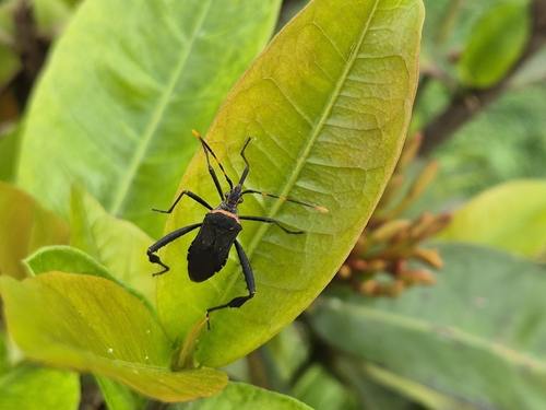 Citron Bug