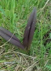 Dactylorhiza incarnata cruenta