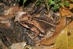 Incilius cavifrons