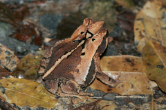 Incilius cavifrons