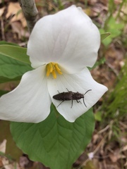 Actenicerus cuprascens