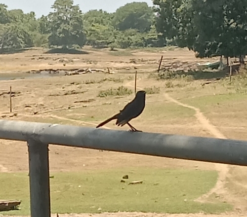 Indian Robin