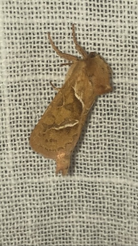 Orange Swift