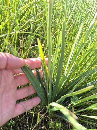 Dianella longifolia grandis
