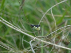 Libelloides coccajus