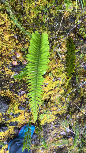 Polypodium pellucidum observed 2026-09-10
