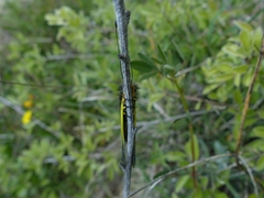 Libelloides coccajus