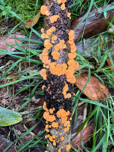 Calocera, 2026-09-10