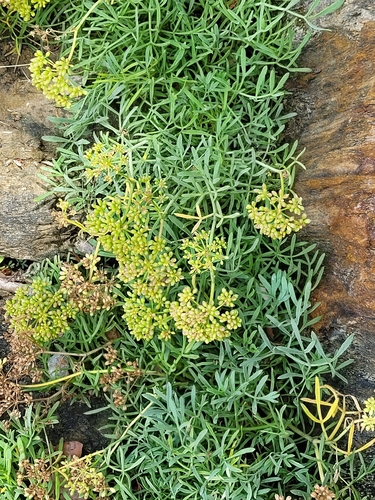 rock samphire