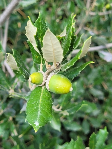 Holm oak