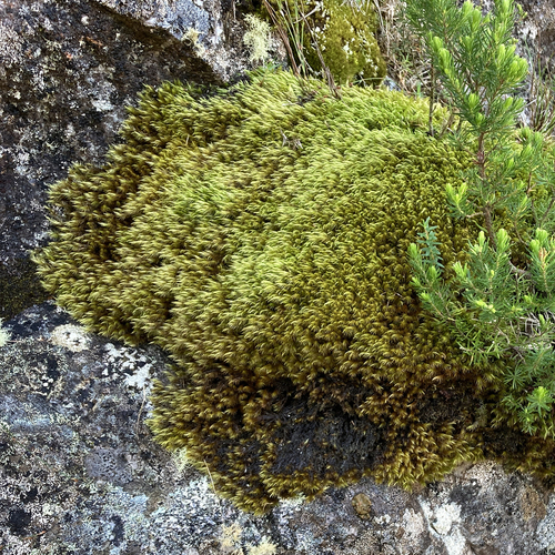 Dicranoloma billarderii observed 2026-09-05