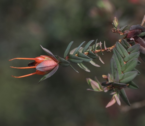 Darwinia citriodora, photograph 6