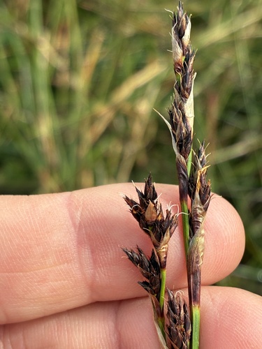 Machaerina rubiginosa observed 2026-09-11