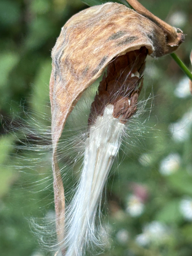 Asclepias ovalifolia, 2026-09-10