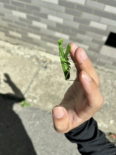 European Mantis
