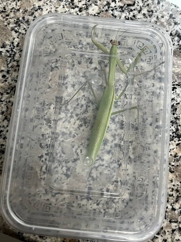Narrow-winged Mantis