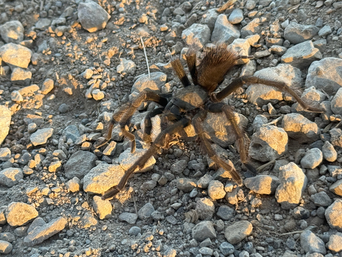 iNaturalist observation photo of Desert Tarantula