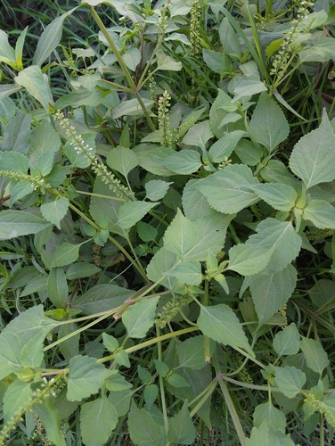 Basilicum polystachyon observed 2026-09-09