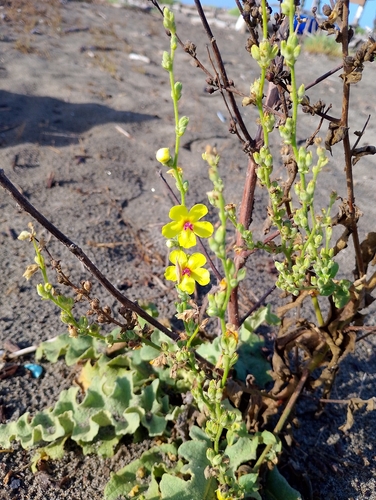 wavyleaf mullein