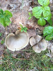 Ampulloclitocybe