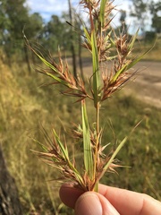 Themeda quadrivalvis