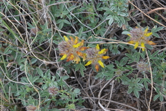 Dalea jamesii