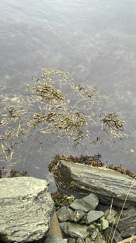 Knotted Wrack
