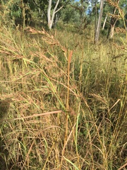 Themeda quadrivalvis