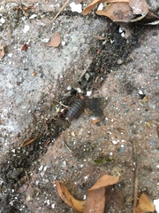 Armadillidium vulgare