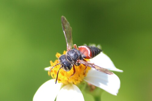 Coelioxys slossoni photo 5