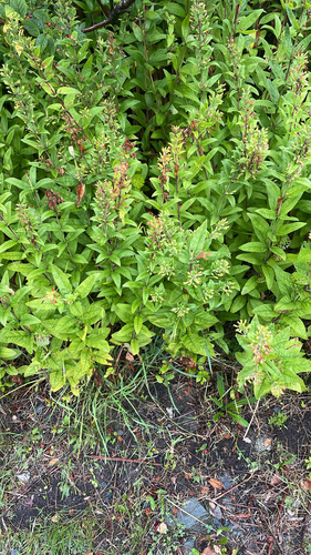 Dotted Loosestrife
