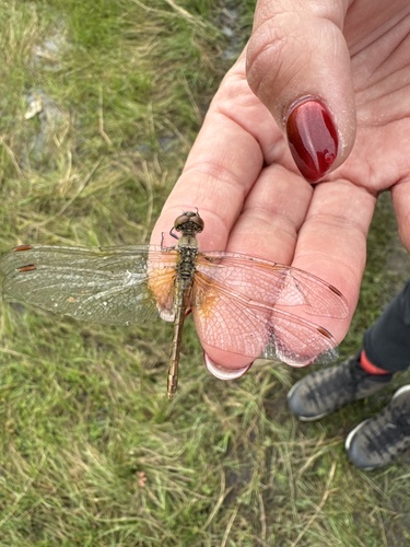 Yellow-winged Darter