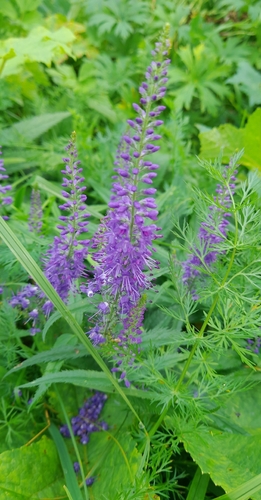 Long-leaved Speedwell