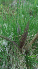 Dactylorhiza incarnata cruenta