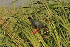 Porphyrio alleni