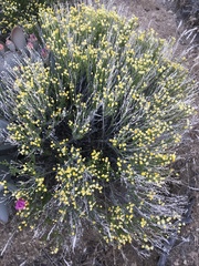 Acamptopappus sphaerocephalus