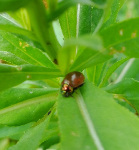 Knotgrass leaf beetle