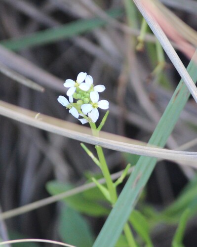 Cakile lanceolata