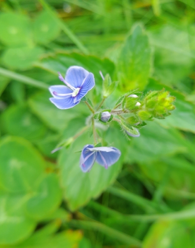 Germander Speedwell