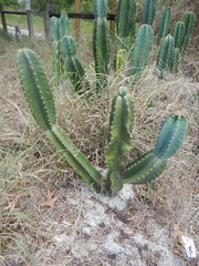 Cereus jamacaru
