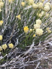 Acamptopappus sphaerocephalus