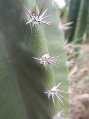 Cereus jamacaru